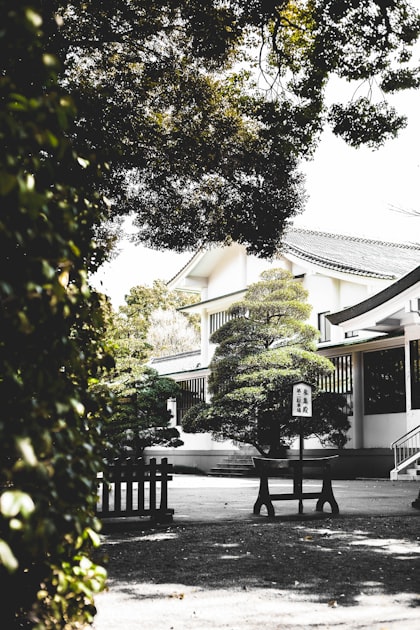 Managing Knotweed on Commercial Properties